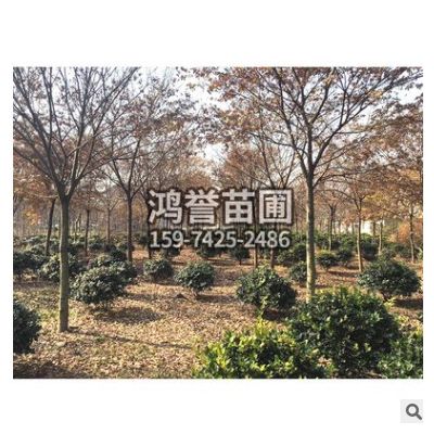 櫸樹樹苗批發工程綠化苗木紅櫸樹苗庭蔭街道防護樹