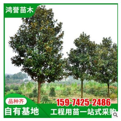 【廣玉蘭】工程綠化樹木廣玉蘭園林規格齊全行道樹綠化廣玉蘭批發