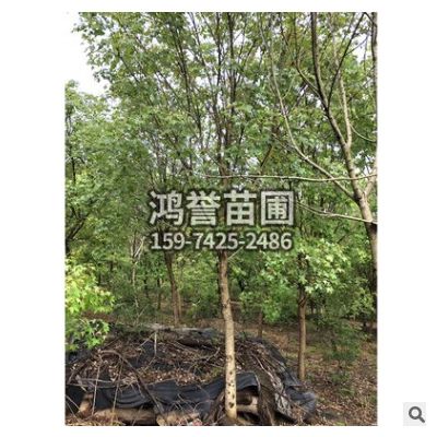 五角楓 批發綠化工程楓樹 各種樹木批發 規格齊全