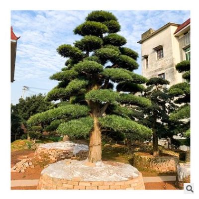 【造型羅漢松】基地直供 大量批發 園林景觀工程供應 規格齊全