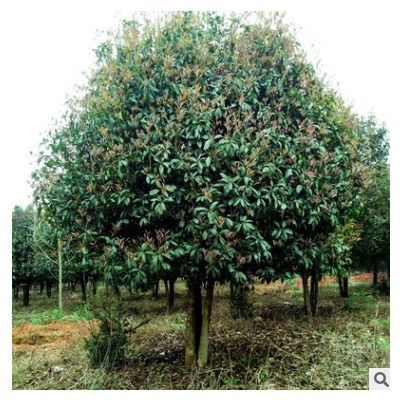 【叢生桂花】基地批發 叢生桂花 規格齊全 造型好土球好成活率高