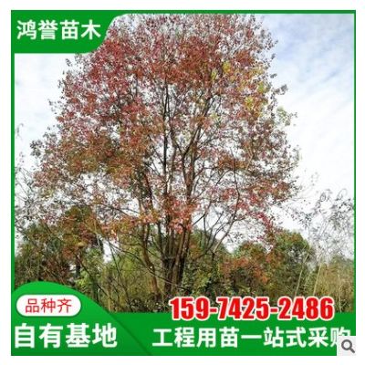 【叢生烏桕】湖南苗圃基地直供叢生烏桕規格齊全園林綠化基地批發