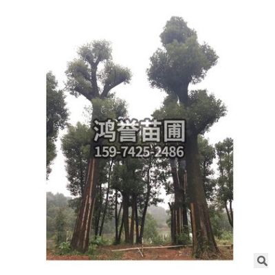 基地直銷 多種規格綠化工程 園林常綠喬木再生移植香樟