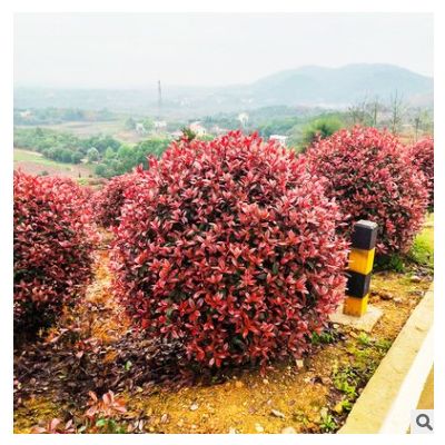 基地直供紅葉石楠 園林工程綠化 四季常青庭院綠化籬笆紅葉石楠球