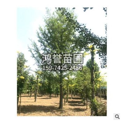 批發行道銀杏樹 規格齊全家庭盆栽銀杏 風景庭蔭防護白果樹