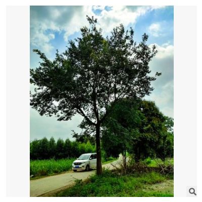 【樸樹】園林綠化樹苗 叢生樸樹小苗 規格全 風景樸樹 量多從優