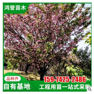 【晚櫻】基地直供晚櫻園林綠化工程觀賞樹 觀花綠化 早櫻晚櫻樹