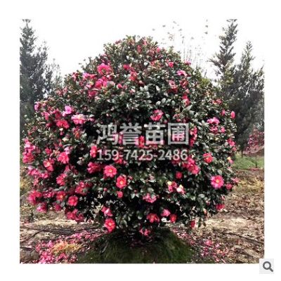 茶梅球 各種規格 基地直供 茶花 品種齊全 園林綠化
