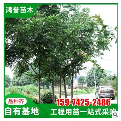 【欒樹】基地供應 欒樹國慶花 園林工程造型綠化欒樹行道風景欒樹