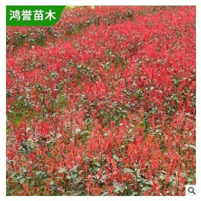 【紅葉石楠小苗】湖南植被基地紅葉石楠小苗園林綠化工程庭院裝飾