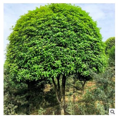 【精品丹桂】濾紙基地直供精品丹桂綠化工程園林庭院行道樹木批發