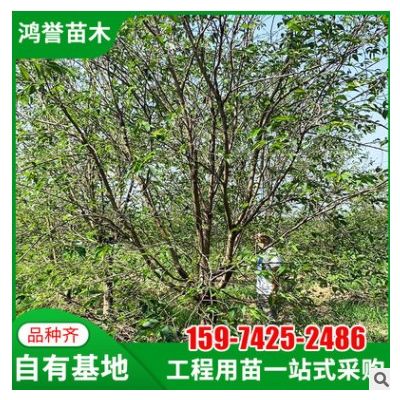 【早櫻】湖南苗圃基地直供早櫻園林綠化工程庭院裝飾苗木樹木批發