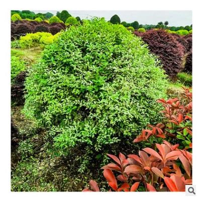 【銀姬小臘球】湖南植被基地銀姬小臘球園林綠化工程銀姬小臘球