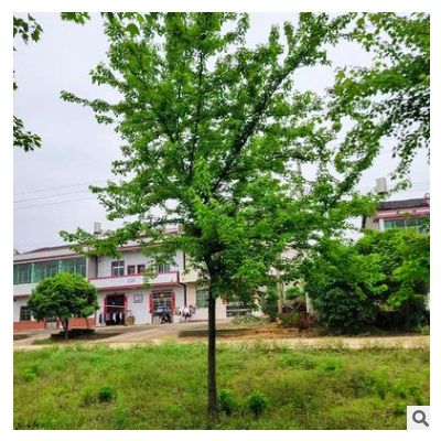【三角楓】基地直供三角楓園林綠化工程庭院植被行道種植樹木批發