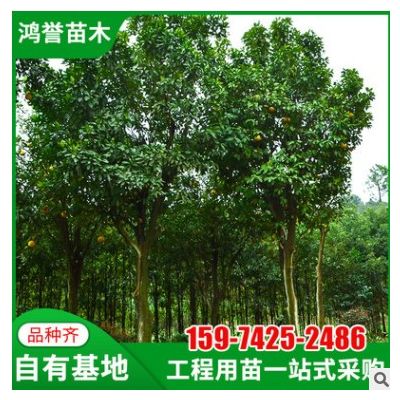 【香泡】湖南植被基地直供香泡園林綠化工程庭院行道樹木香泡批發