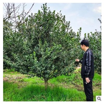 【構骨樹】基地直供苗木構骨樹庭院園林工程多規格齊全成活率高