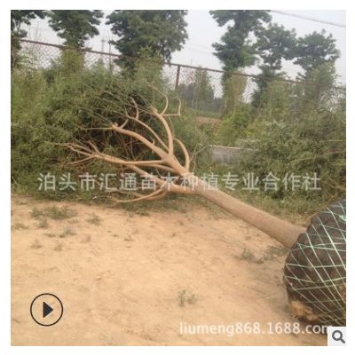 國槐 大連國槐 北京國槐 滄州國槐15公分