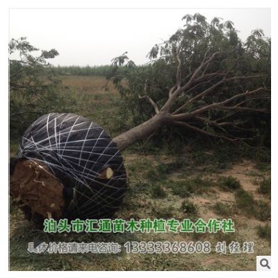 國槐滄州國槐北京國槐山東國槐15-16公分