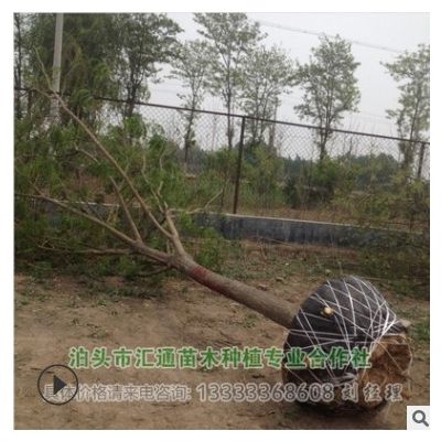 19-25公分的【國槐】