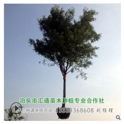 供應(yīng)國槐 河北國槐 滄州國槐 泊頭國槐14公分