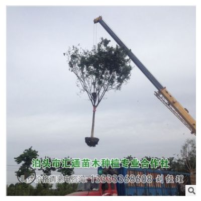 大連國槐 石家莊國槐 北京國槐 滄州國槐基地15公分