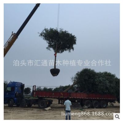 出售河北國槐滄州國槐14-15-16公分 行道樹和景觀樹