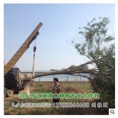 供應(yīng)綠化喬木國槐 滄州國槐 崔爾莊國槐 河北國槐基地7-19公分