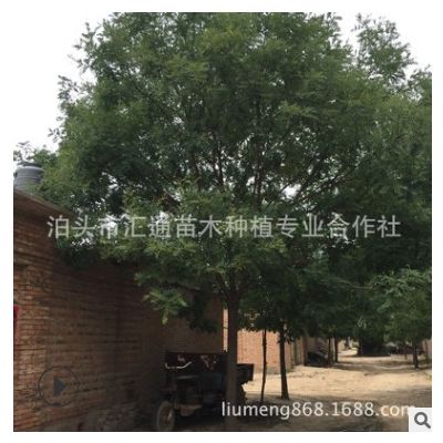 國槐20-22公分的國槐 滄州國槐 出貨中......