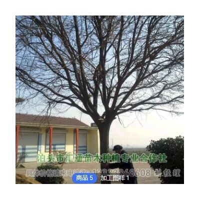 [國槐基地] 滄州國槐11-25公分移植苗，