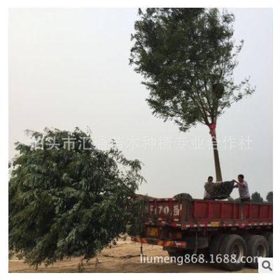 國槐直徑13-14--16公分帶土球全冠 銷售中.......
