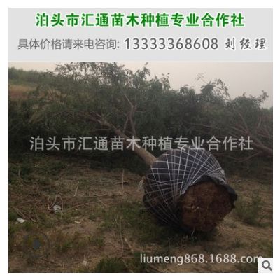 滄州國槐供應(yīng) 8-20公分大國槐 崔爾莊國槐