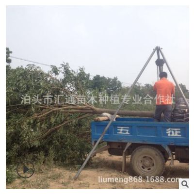 崔爾莊國槐12公分 13公分國槐價(jià)格 山東國槐12公分出圃中