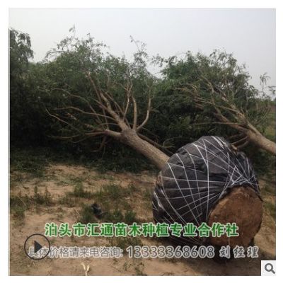 供應(yīng)15-17-19公分全冠帶土球的國槐