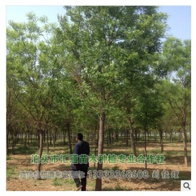 國槐基地銷售崔爾莊國槐8-30公分全冠國槐 半冠國槐