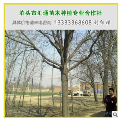 現貨供應直徑25公分的國槐