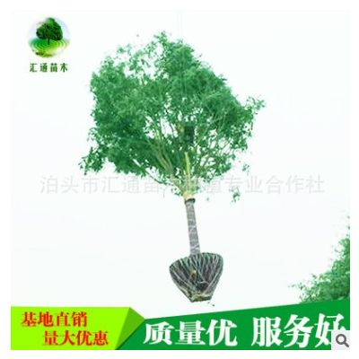 國槐供應 苗木 國槐 樹苗 國槐樹苗批發國槐