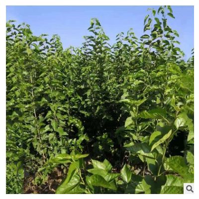 基地批發 桑葚子樹苗 2至3公分黑珍珠桑葚苗成品樹苗果實香甜