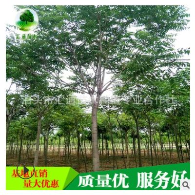 批發椿樹苗 工程綠化苗木椿樹出售 規格全