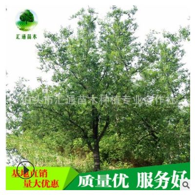 供應棗樹苗 古棗樹 大棗樹 樹形好 古棗樹 基地供應