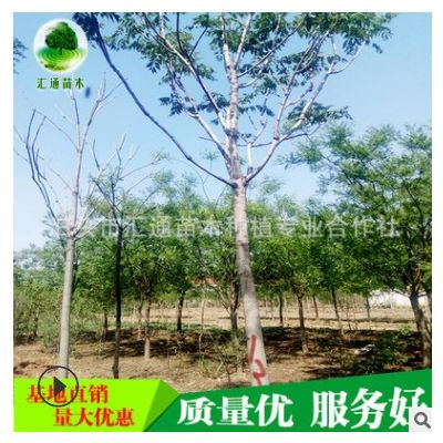 椿樹長年批發 供應 椿樹 樗白皮 椿樹 臭椿皮 椿樹 小苗