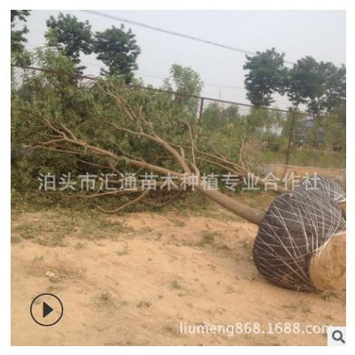 國槐基地供應內蒙古國槐 山西國槐7-18公分 國槐