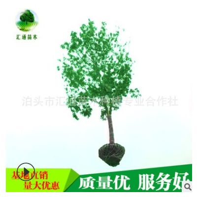 滄州白蠟15-25公分白蠟