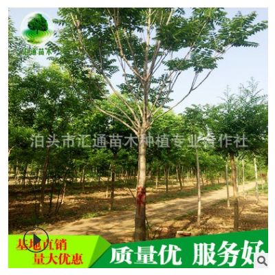 廠家供應 椿樹綠化行道樹樹種椿書批發 綠化椿書苗木供應