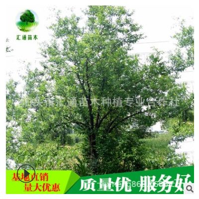 供應古棗樹、古棗樹、景觀棗樹 規格全 高古棗樹批發