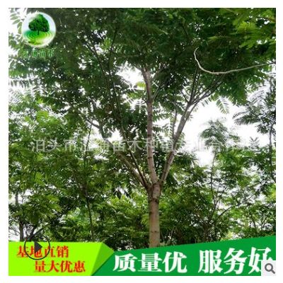 匯通苗圃供應苗木樹苗 椿樹 送貨上門 負責栽植椿樹批發