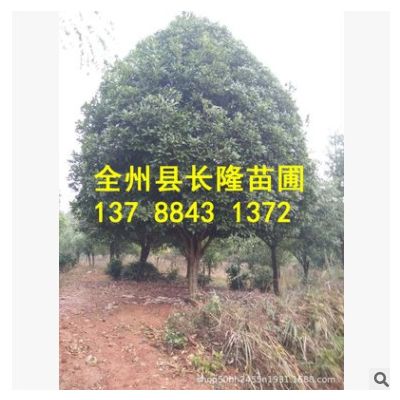 基地直銷桂花樹八月桂花綠化丹桂 八月桂花樹批發桂花樹20-25公分