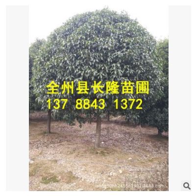 綠化樹木桂花樹12公分 分支1.2米球形價格實惠 精品桂花樹