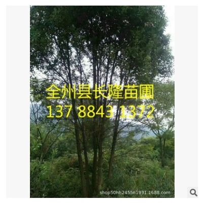 香樟 土球好 冠幅好 花灌木 地被 球類 色塊類 草花類 喬木