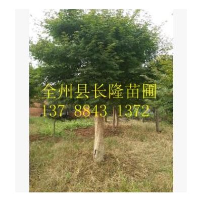 廣桂林紅楓 廣西桂林紅楓樹園林景觀樹批發