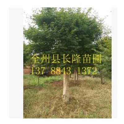 廣桂林紅楓 廣西桂林紅楓樹園林景觀樹批發